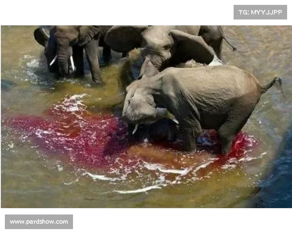 英格兰球员因撞场边围墙不幸去世 场地围墙今被彻底拆除